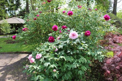 Paeonia suffruticosa - pivoňka keřovitá - kvetoucí habitus (2)